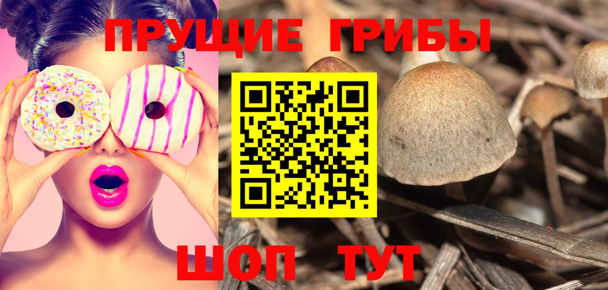 Псилоцибиновые грибы Psilocybine cubensis Улан-Удэ